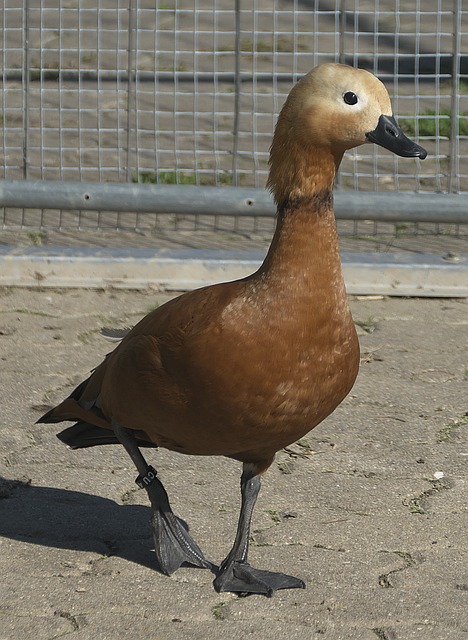 新高
